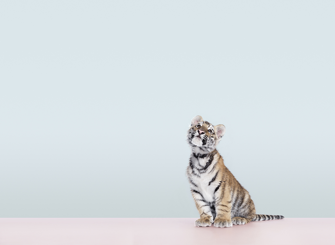 Animals-Baby Tiger-WEB