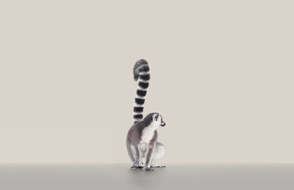 Animals-Diego Lemur-WEB